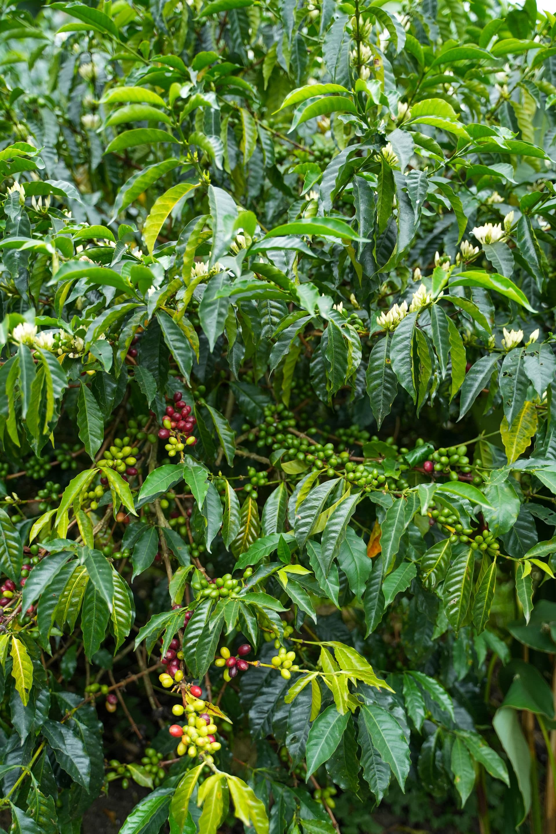 Cultivo
